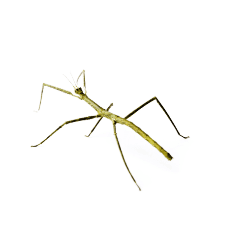 Vietnamese Walking Stick Insect