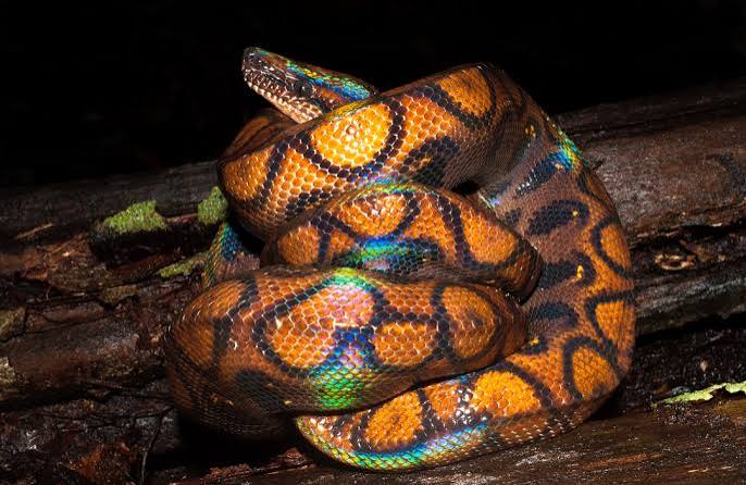 Male Brazilian Rainbow Boa