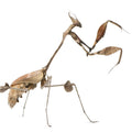 Wandering Violin Mantis