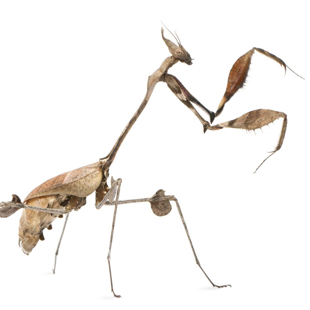 Wandering Violin Mantis