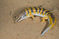 Sandfish