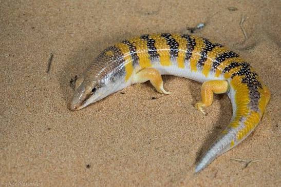 Sandfish