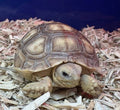 Sulcata Tortoise