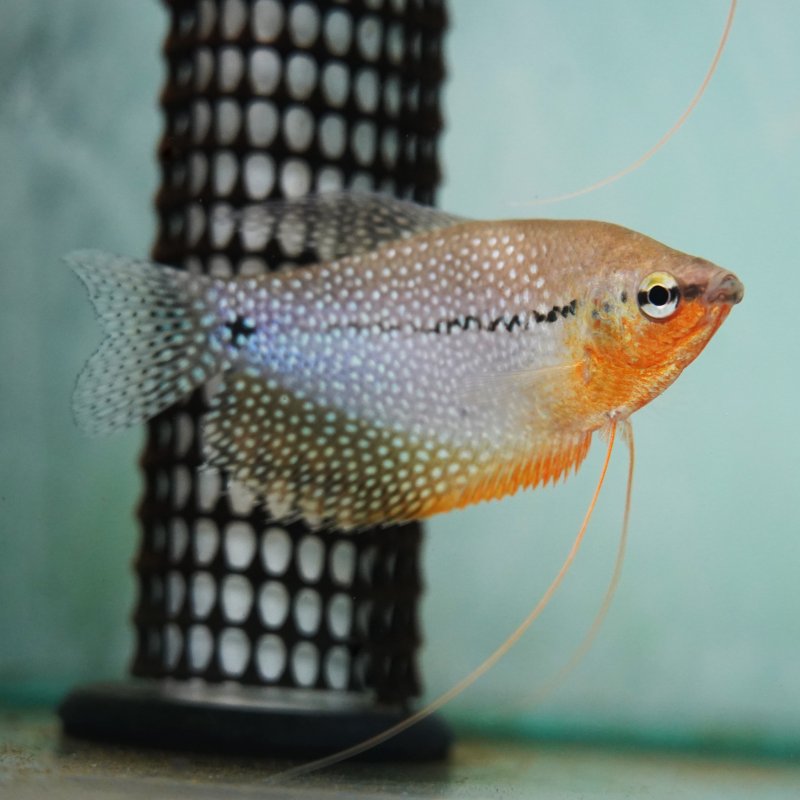 Pearl Gourami