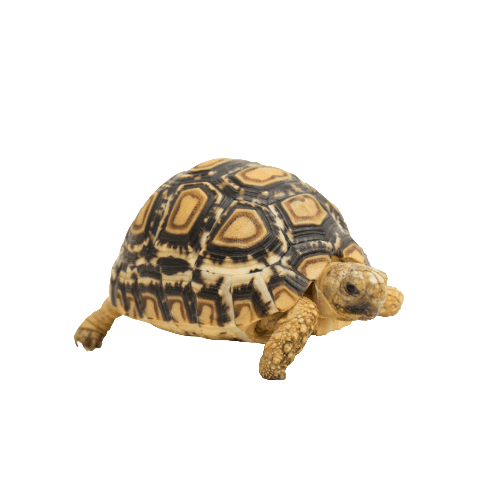 Leopard Tortoise