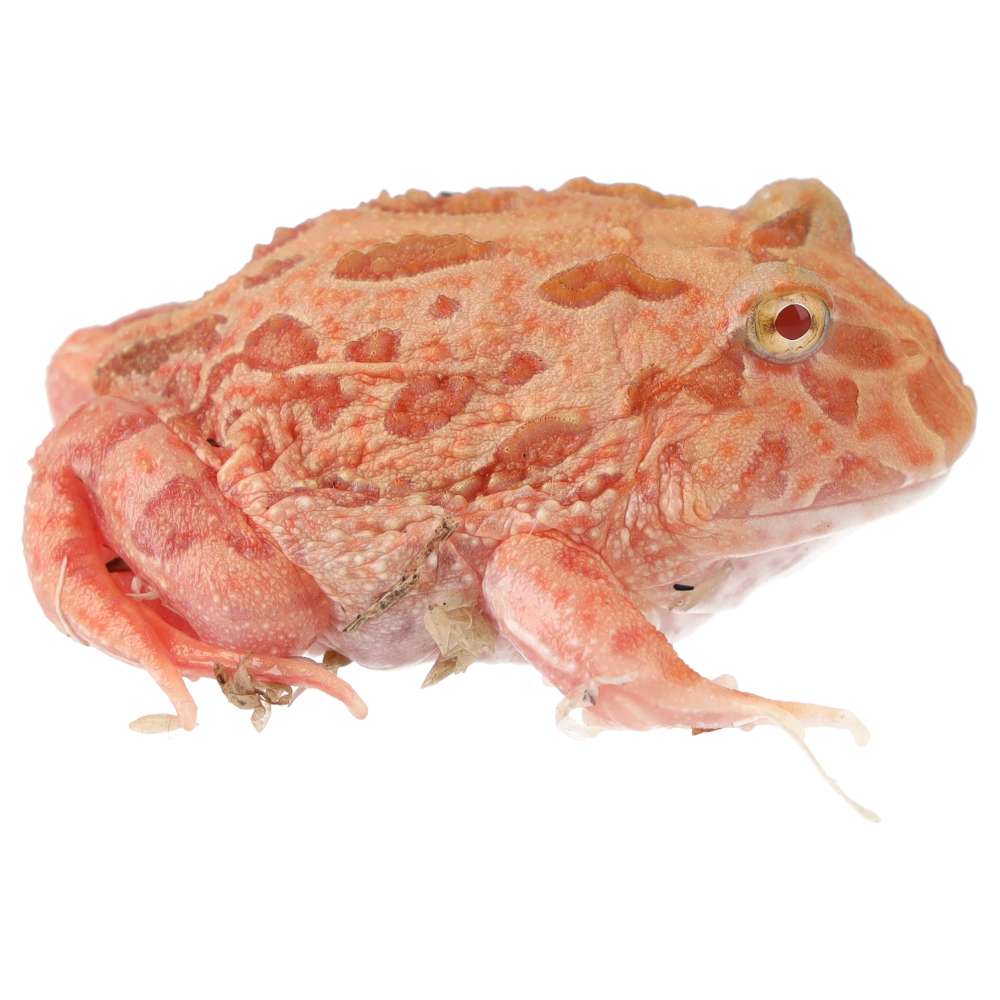 Pink Horned Frog