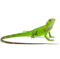 Green Iguana