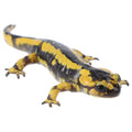 Fire Salamander