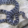 Anery Male Corn Snake