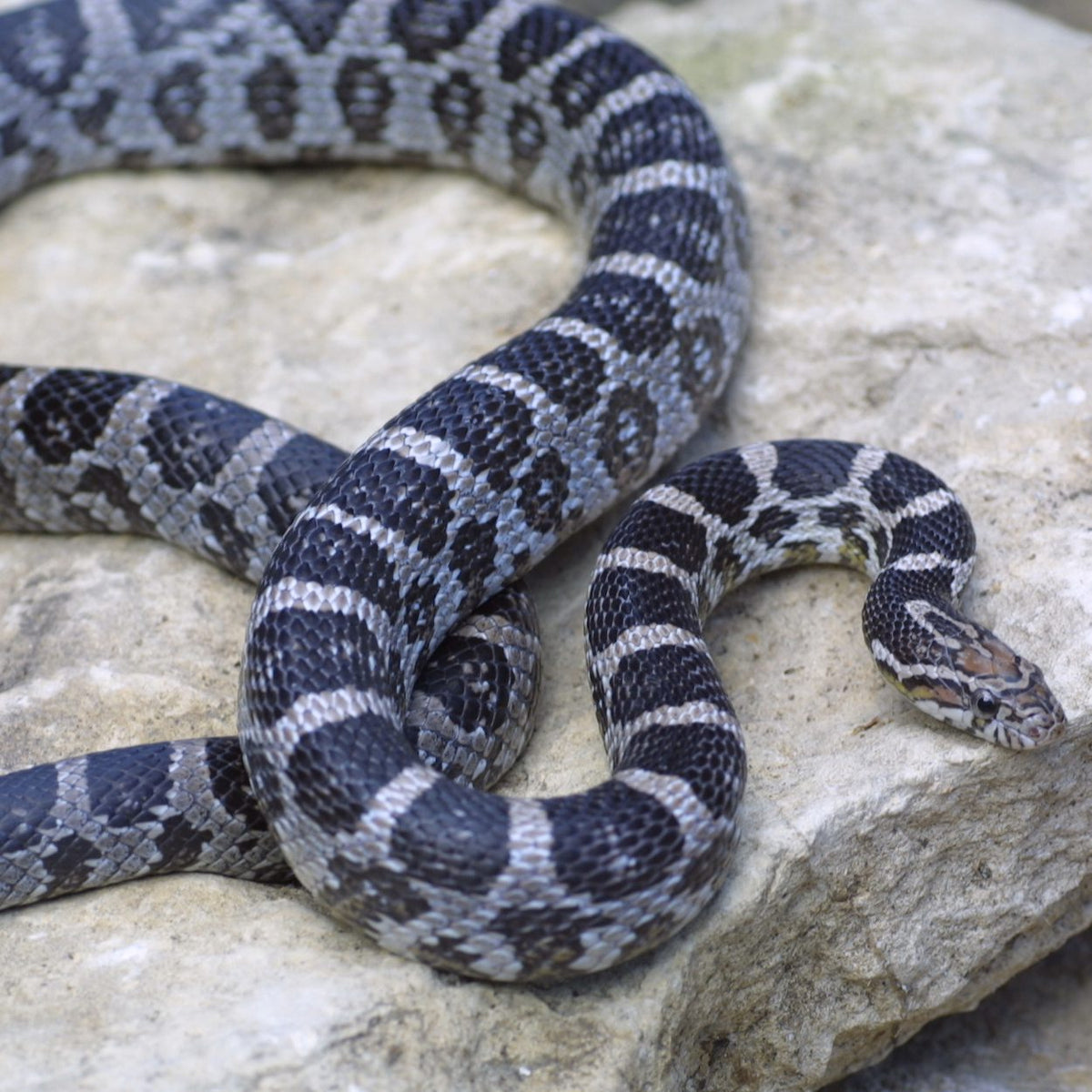 Anery Male Corn Snake