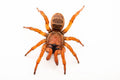 Orange Trapdoor Spider