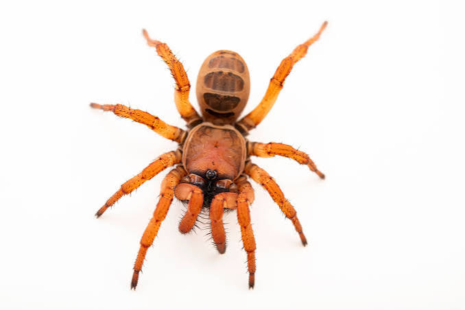 Orange Trapdoor Spider