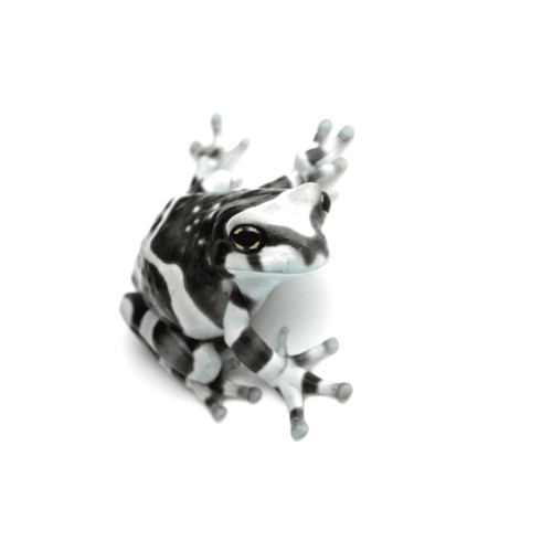 Amazon Milk Frog