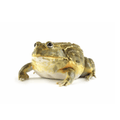African Bullfrog