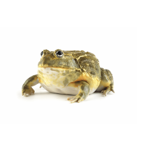 African Bullfrog
