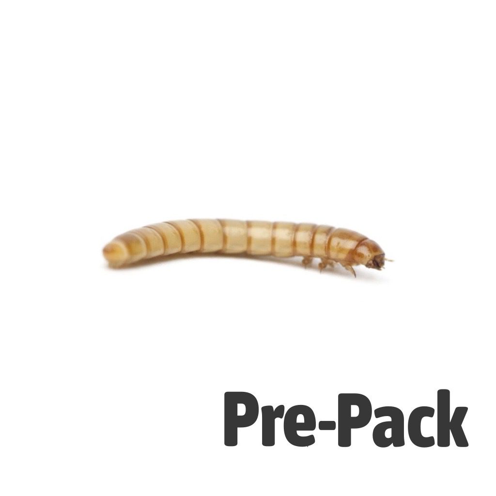 Mealworms Pre Pack