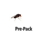 Flightless Fruit Fly - Flies Only Pre Pack
