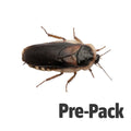 Adult Dubia Cockroachs Pre Pack