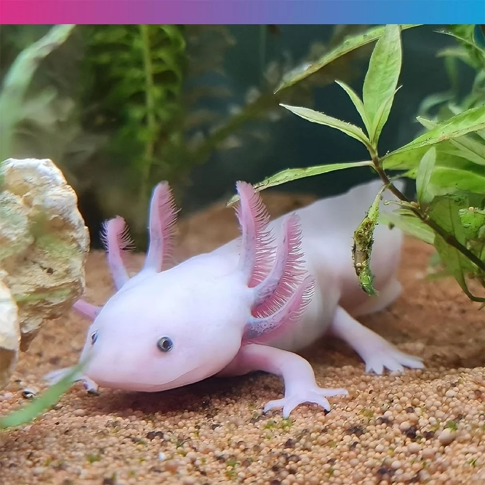 NT Labs Axolotl Junior Pellet 60g