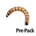 Morio Worms Pre Pack