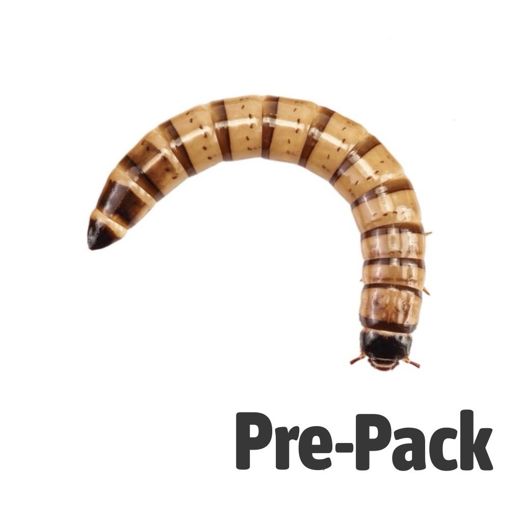 Morio Worms Pre Pack