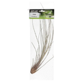 ProRep Juncea Air Plant Large