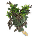 Betta Willow Mask With Suction Cups