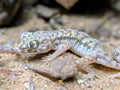 Dune Gecko