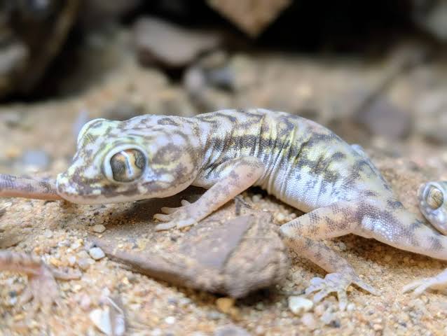 Dune Gecko