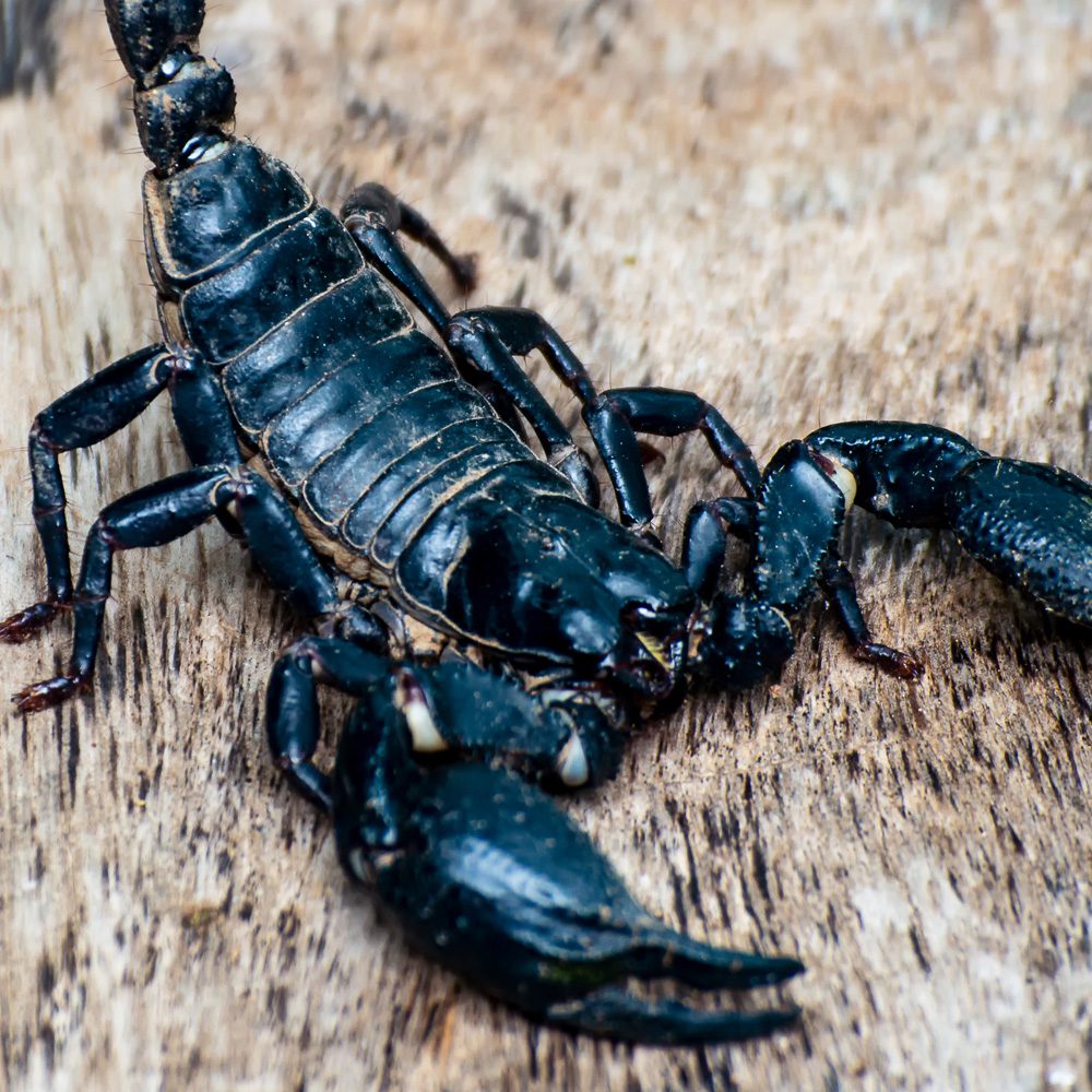 Asian Forest Scorpion