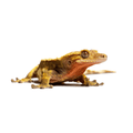Crested Gecko