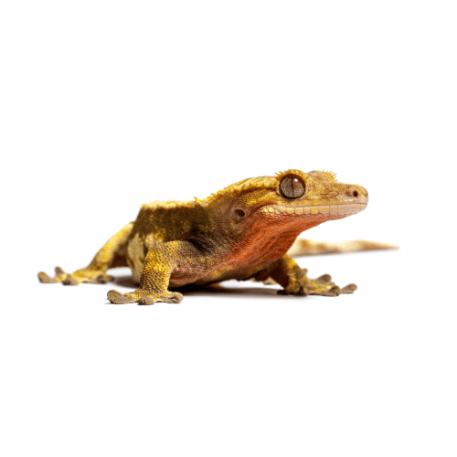 Crested Gecko