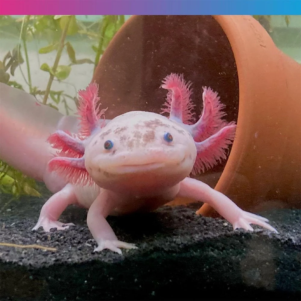 NT Labs Axolotl Junior Pellet 60g
