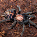 Guatemalan Tiger Rump Tarantula