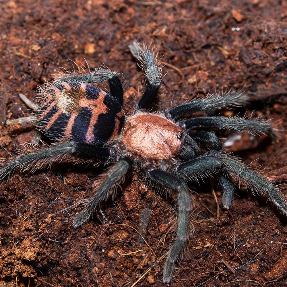 Guatemalan Tiger Rump Tarantula