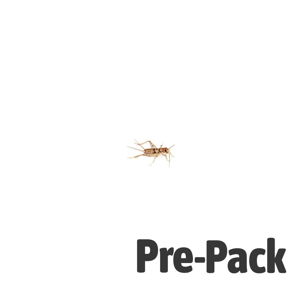 Mini Brown Crickets Pre Pack