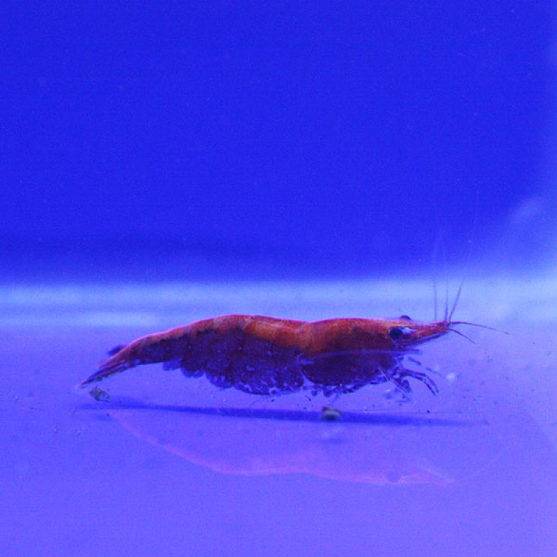 Super Red Shrimp