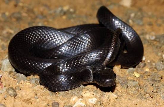 Persian Rat Snake
