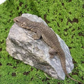 Savannah (Bosc) Monitor