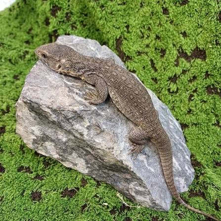 Savannah (Bosc) Monitor