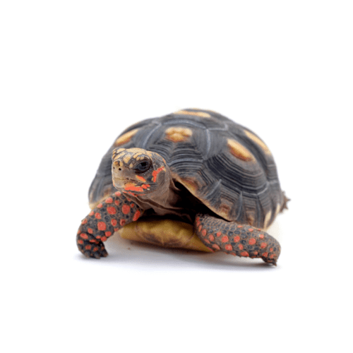 Redfoot Tortoise