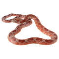 Blood Red Diffused Corn Snake