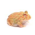 Albino Horned Frog