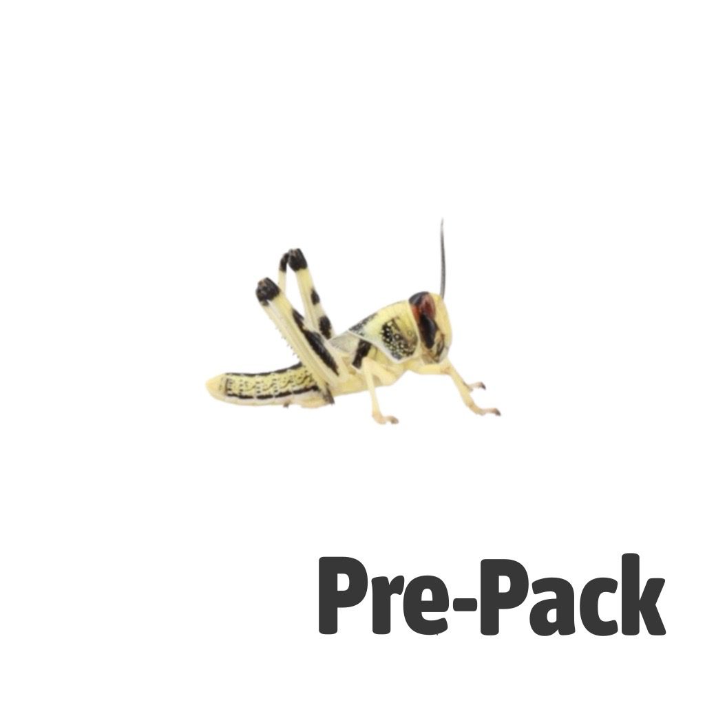 Medium Locusts Pre Pack