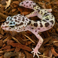 Leopard Gecko