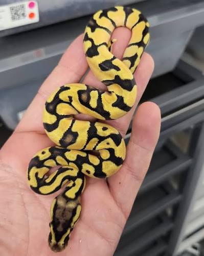 Female Pastel Orange Dream Snake
