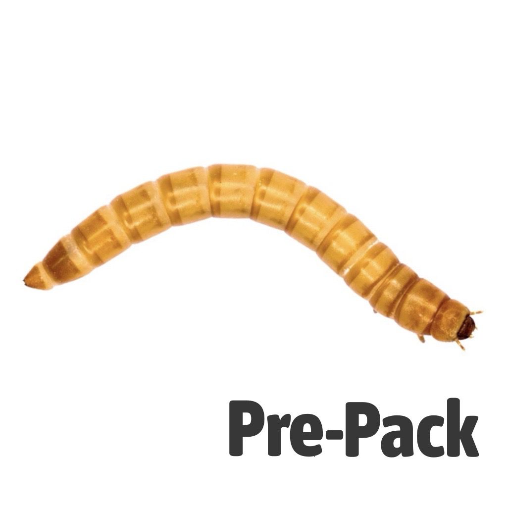 Giant Mealworms Pre Pack