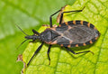Assain Bug