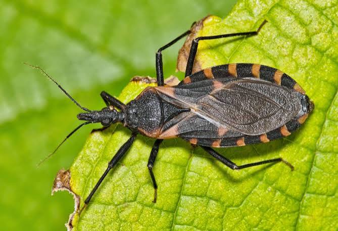 Assain Bug