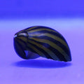 Zebra Snail